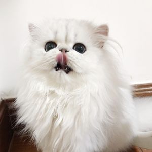 搡老岳熟女岩崎千鹤
